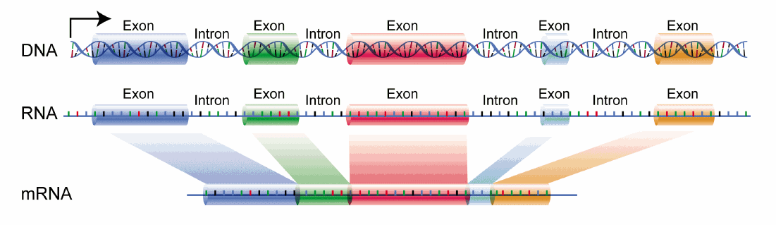 Définition Intron